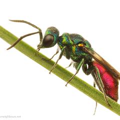 MYN Ruby-Tailed Wasp 2 